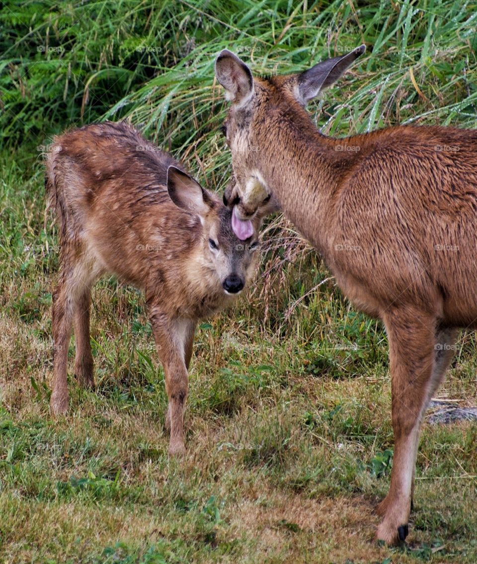 Mother’s love