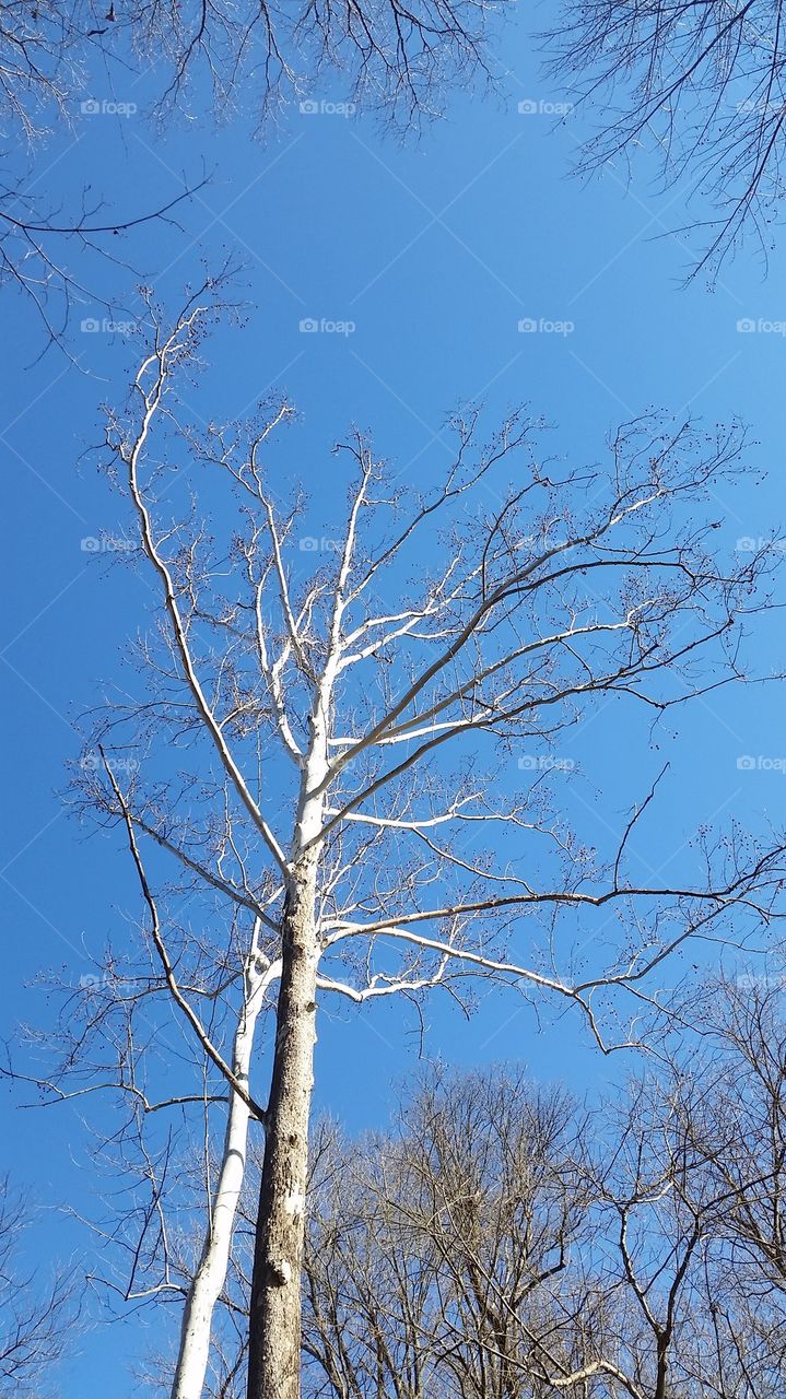 Tree with Blue Sky