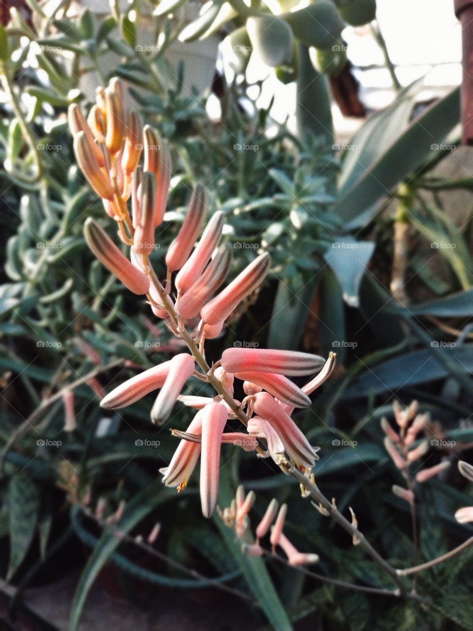 exotic plant succulent