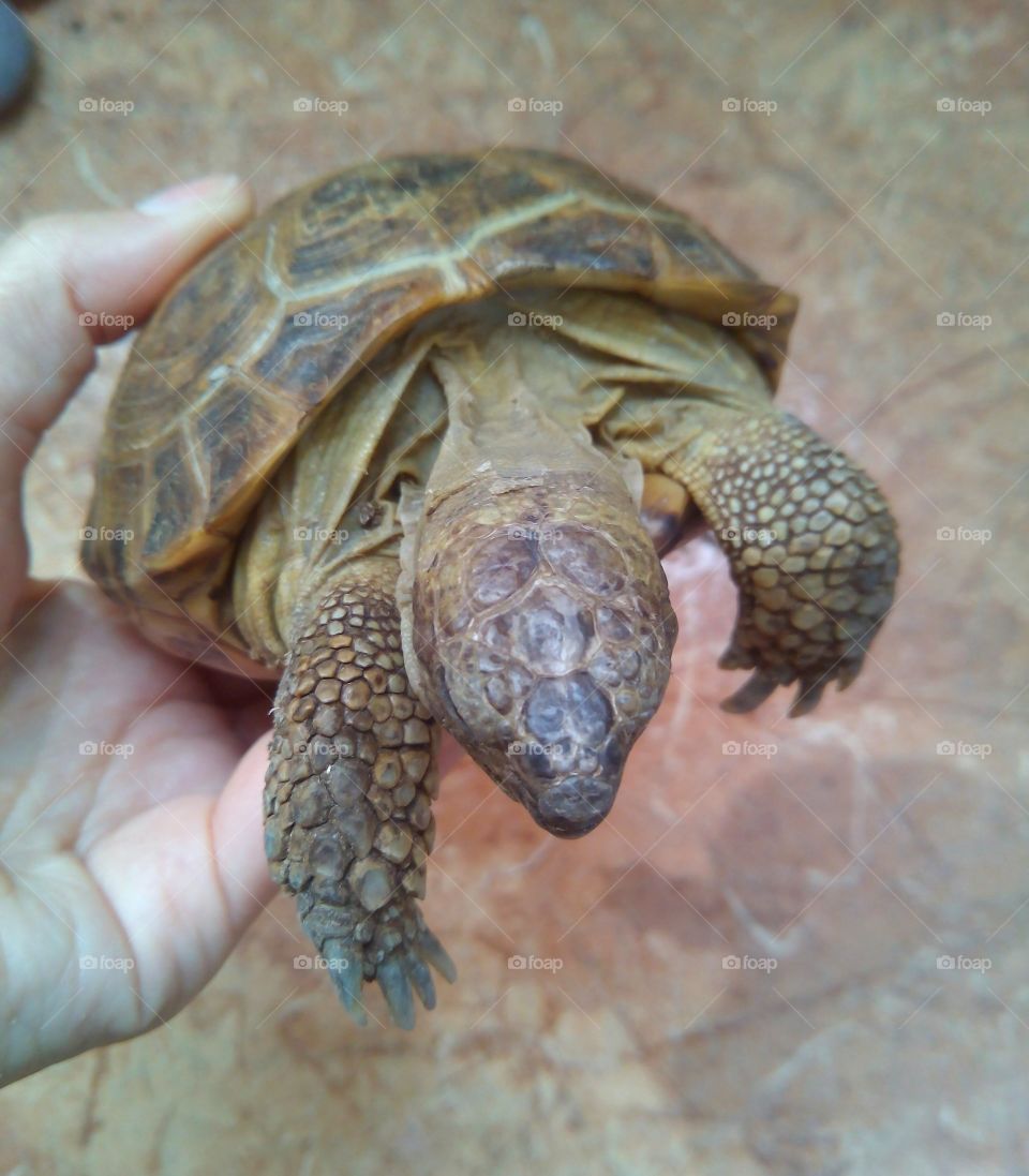 Turtle, Shell, Reptile, Tortoise, Slow