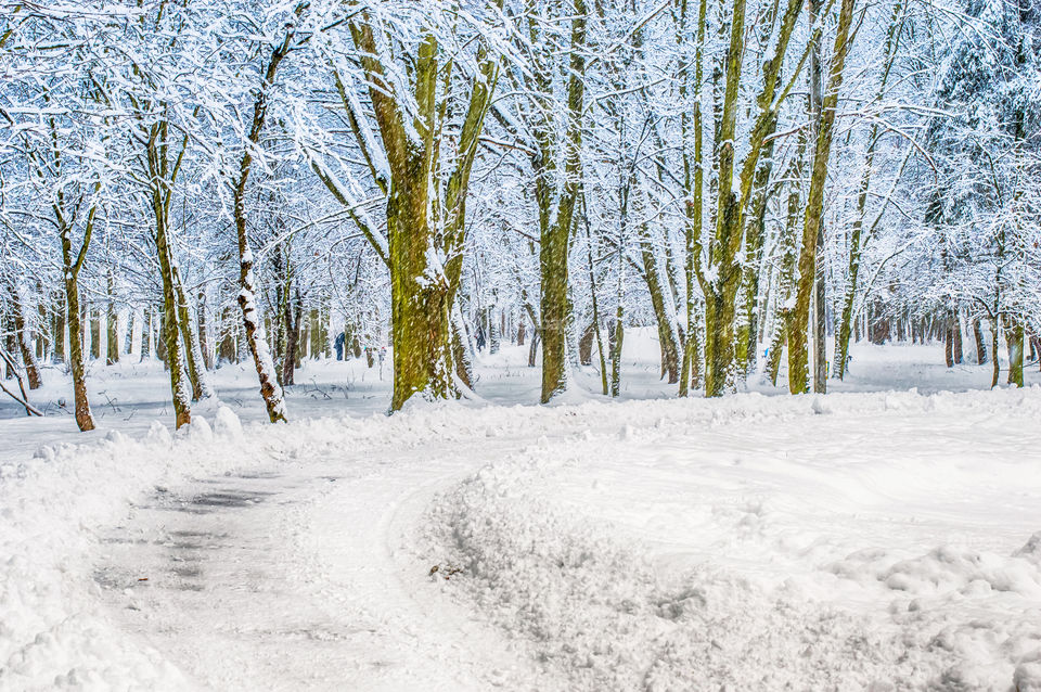 Winter view of forest