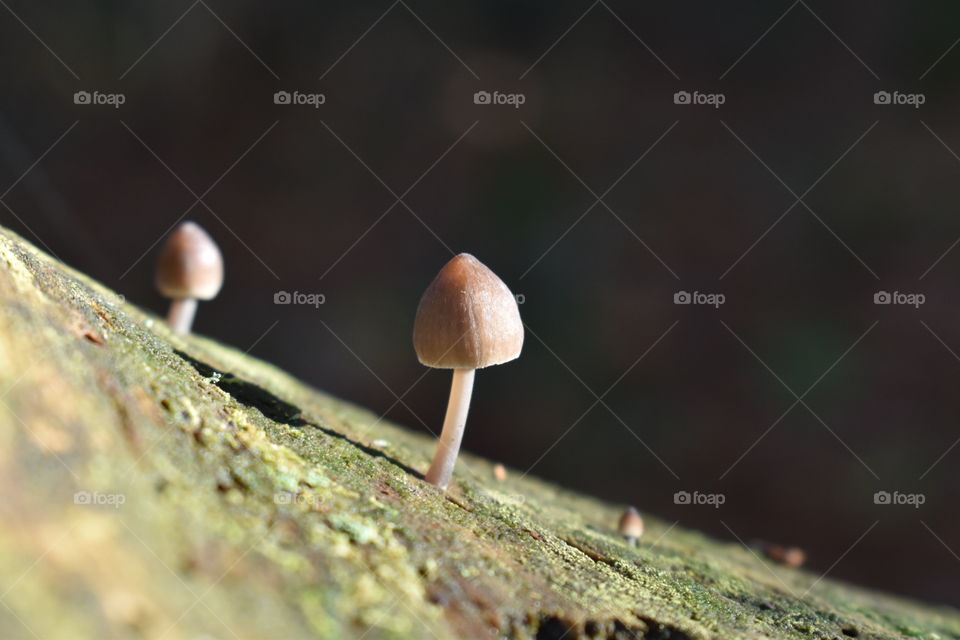 Mushrooms on a trunk 