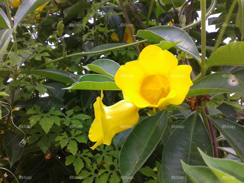 flores amarelas