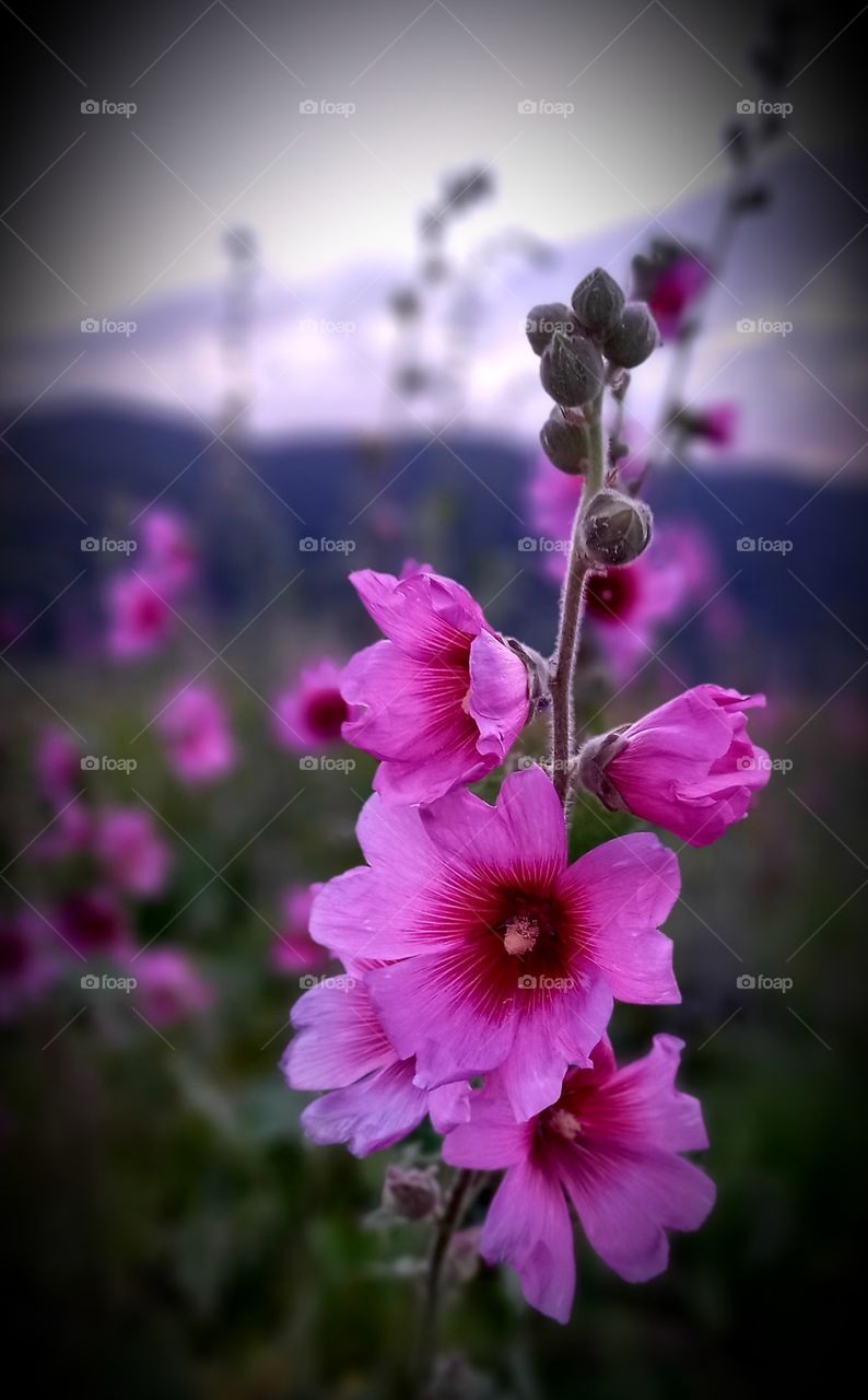 Alcea setosa