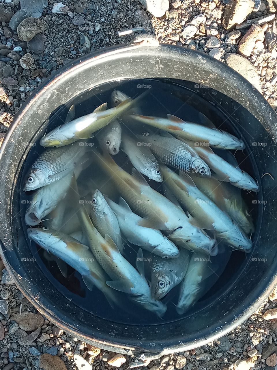 fish 🐟🐠🎏🎣