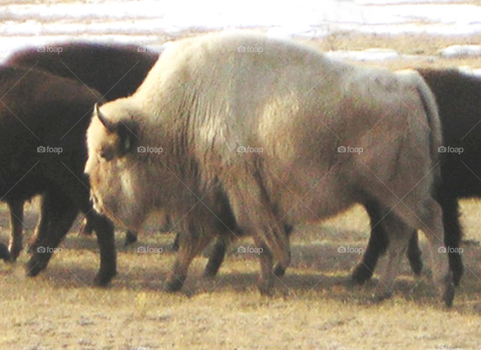 white buffalo. A very rare white buffalo living in South Park, CO.  A white buffalo is considered sacred by many native Americans.