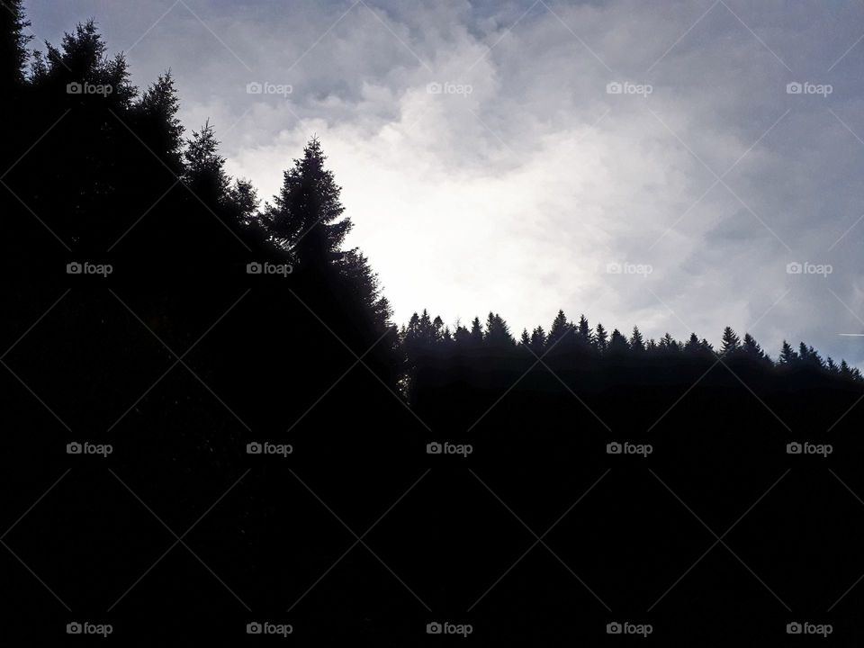 sunset in the forest