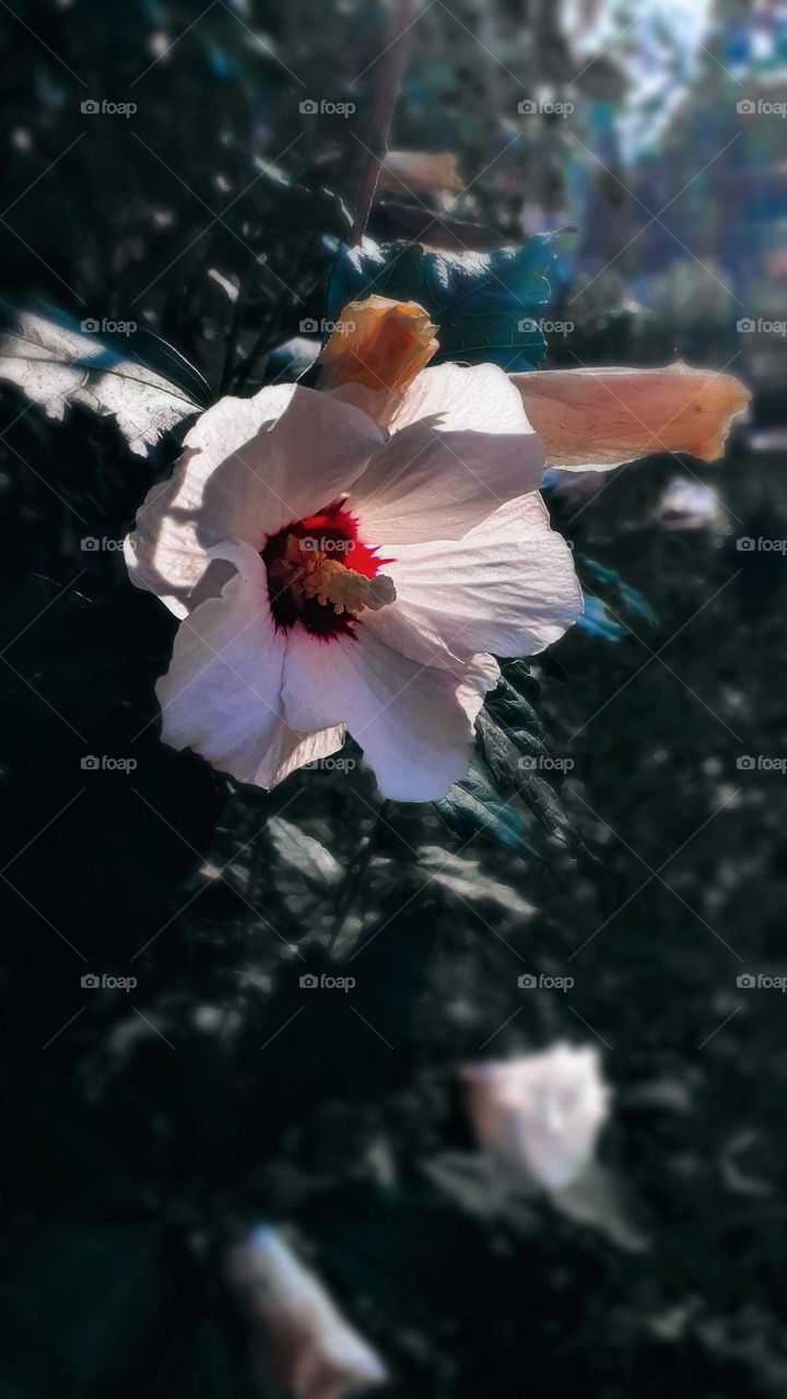 white beautiful flower with the background unfocused