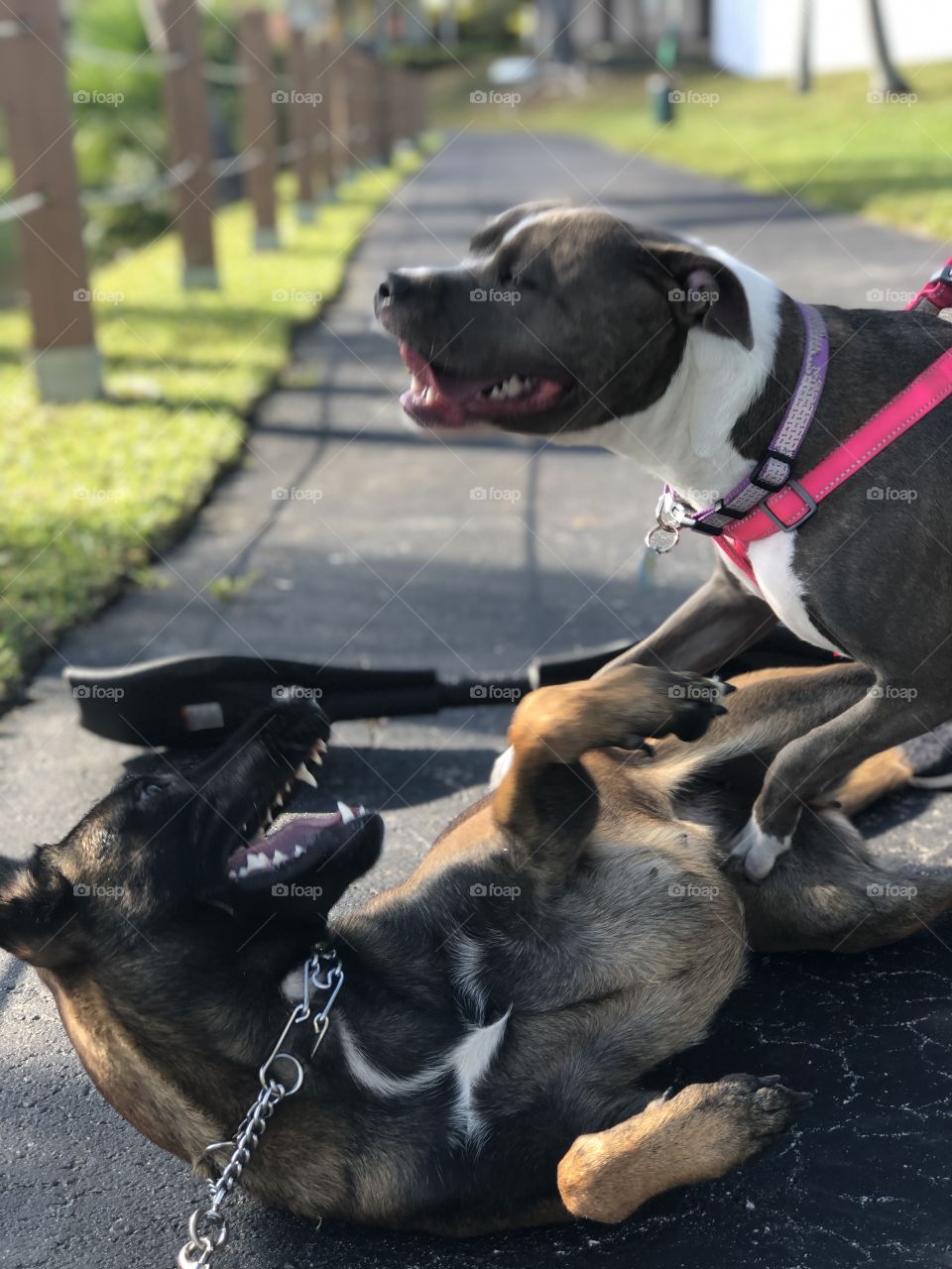 Happy puppies at play