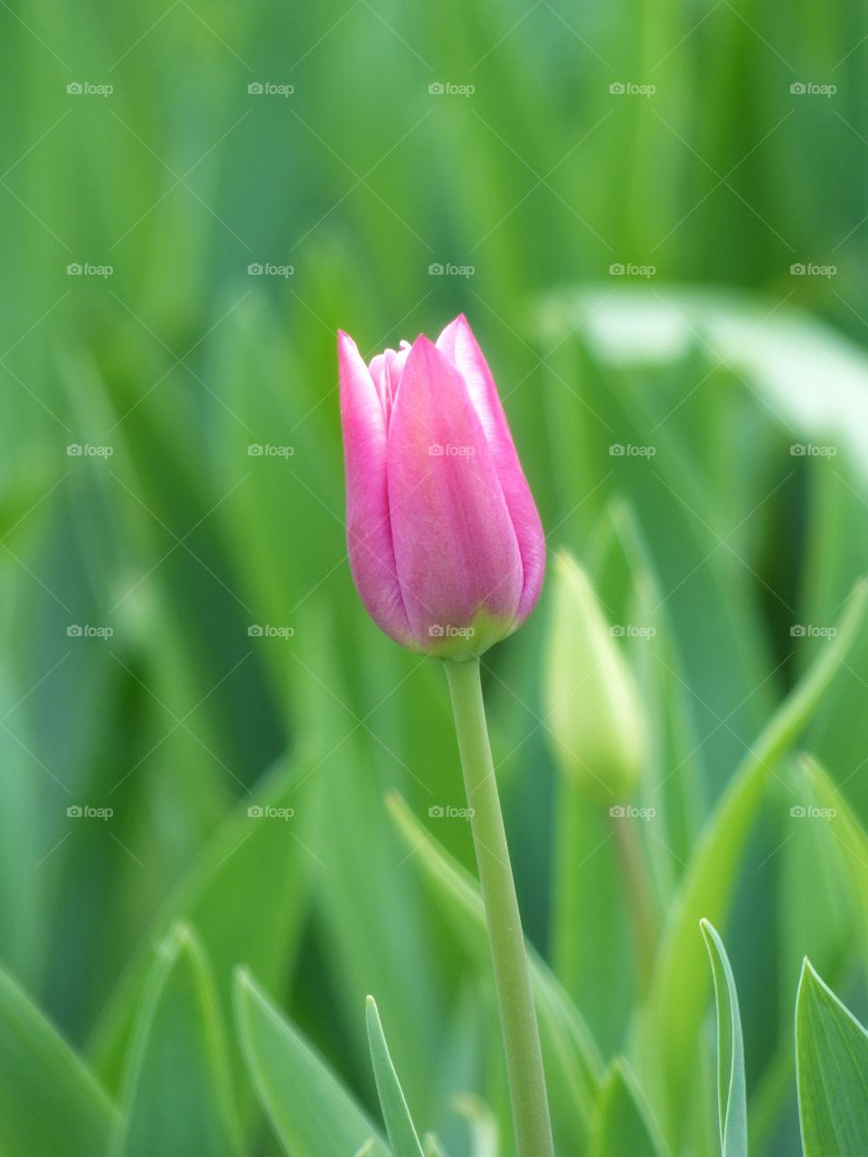 Pink tulip with green background
