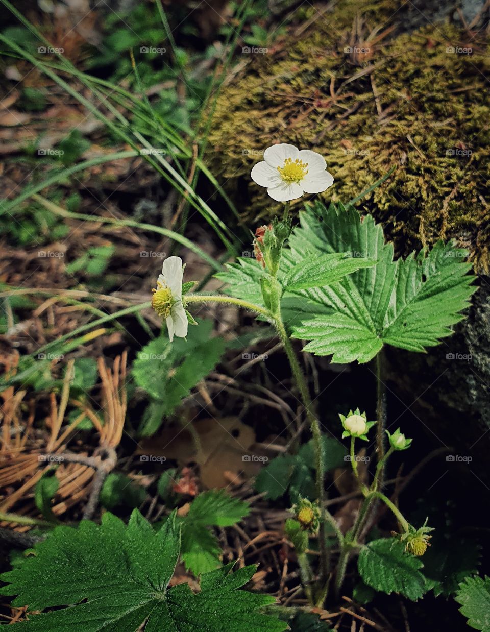 Wild strawberry blossom