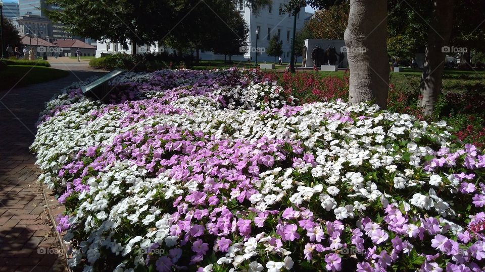 Flower bed at Capitol Square, Richmond, Virginia.