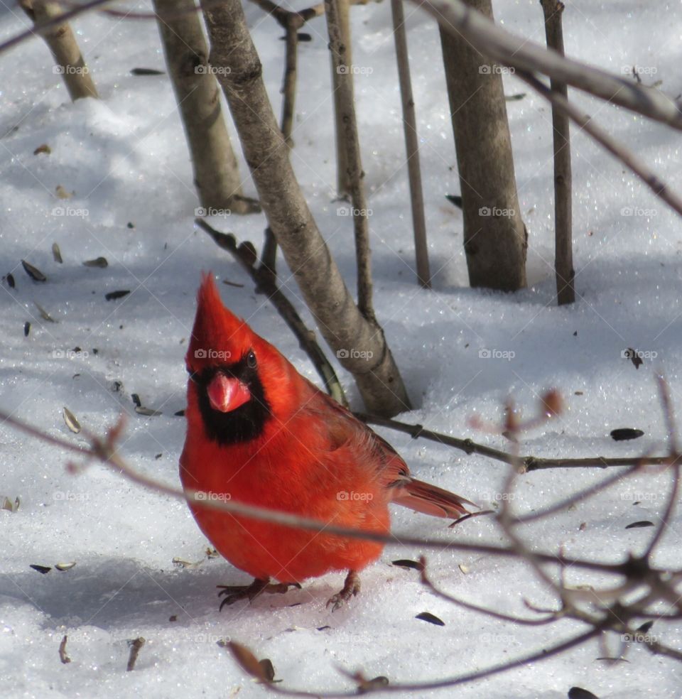 Cardinal