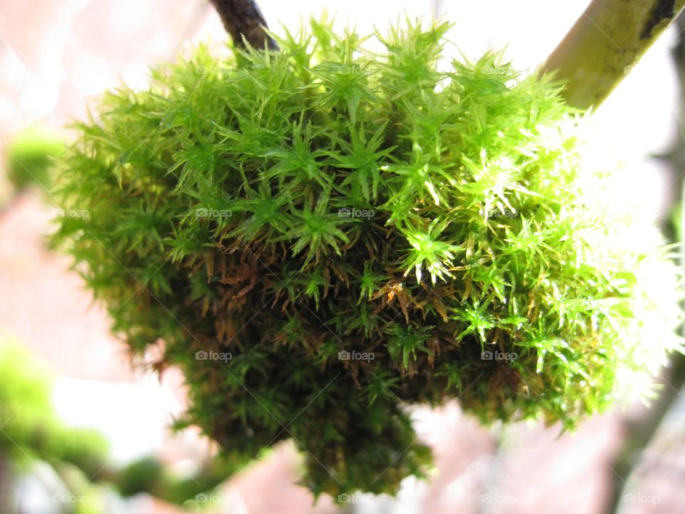 Bright green moss on a branch
