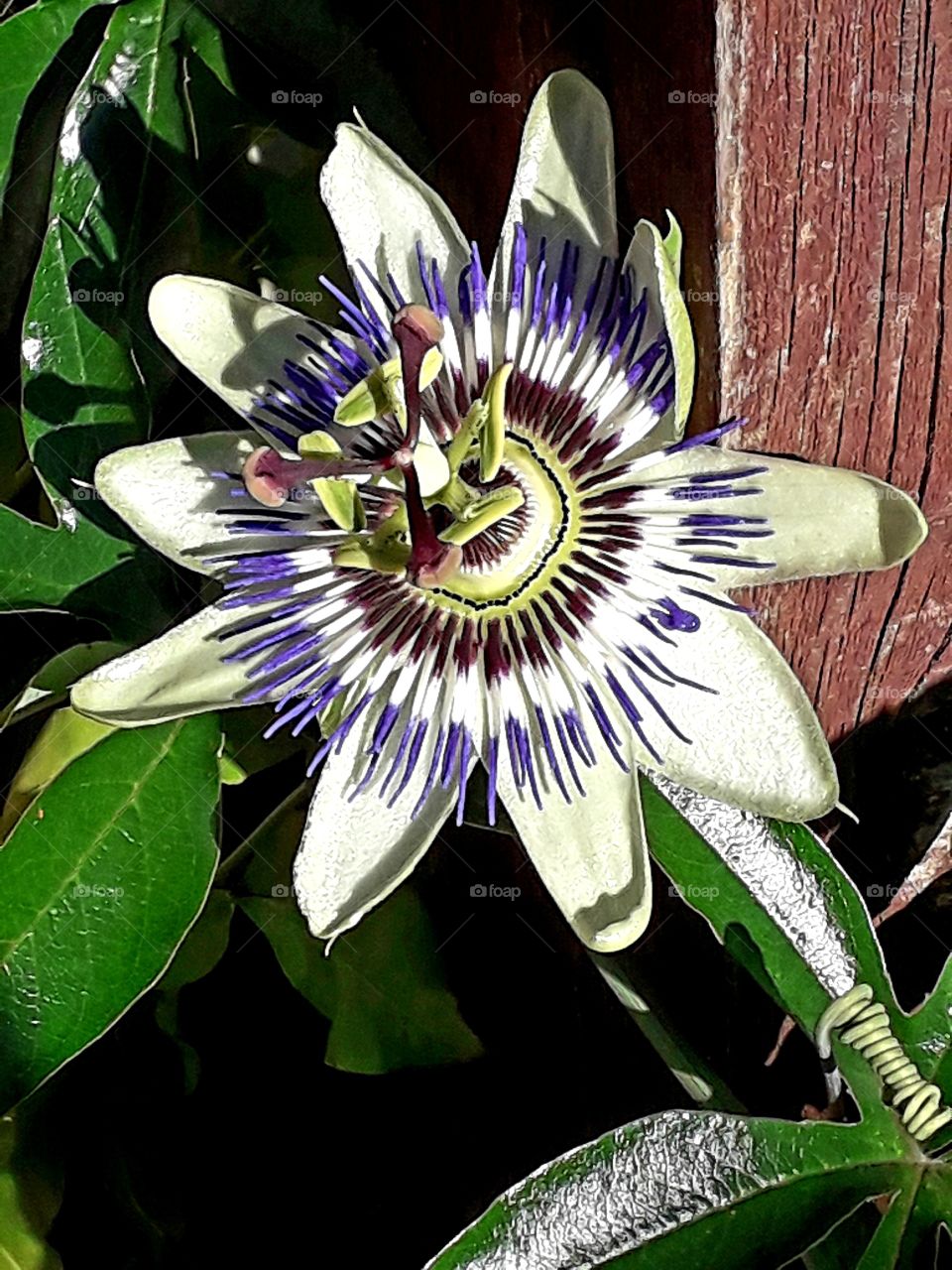 passion flower  (Passiflora cerulea) in sunshine