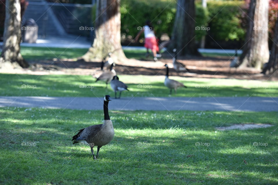 Kid playing with ducks in park