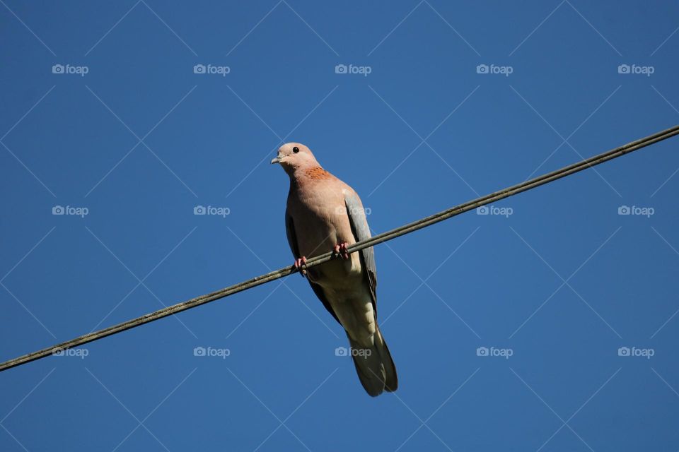 A turtle dove sitting on a telephone line