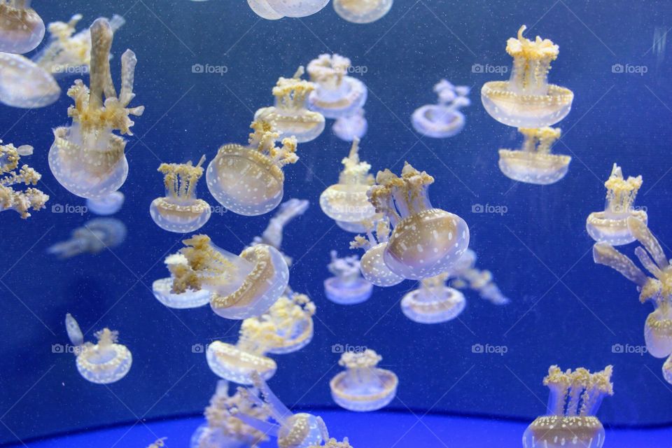 Jellyfish at the aquarium