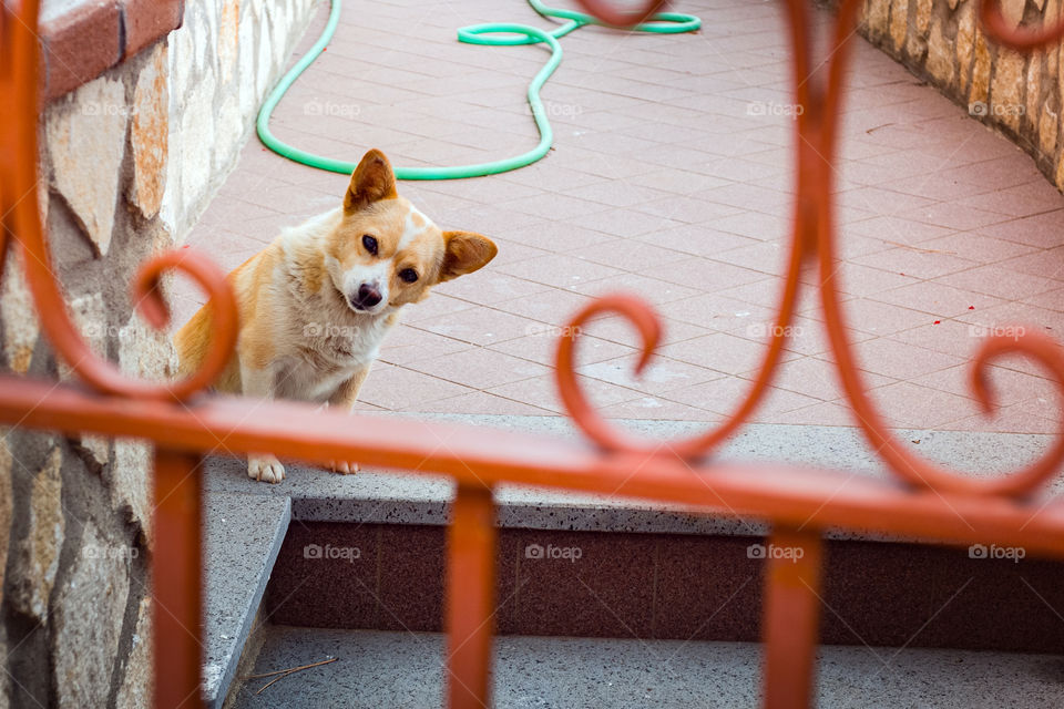 Dog on balcony