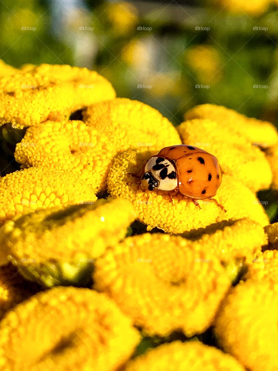 Lady Bug on Yellow 