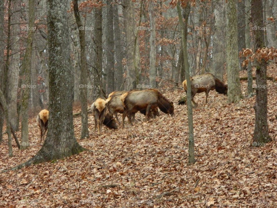 elk
