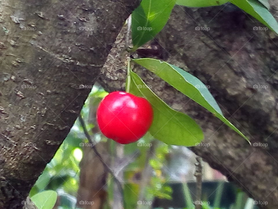 Cherry