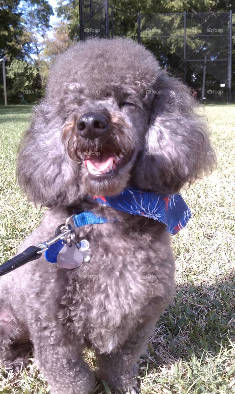 Poodle Happiness