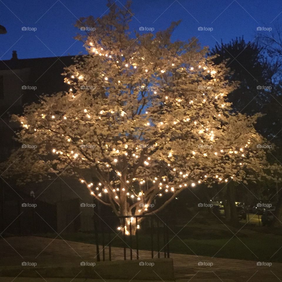 Light in the dark. Christmas lights eliminating a spring tree