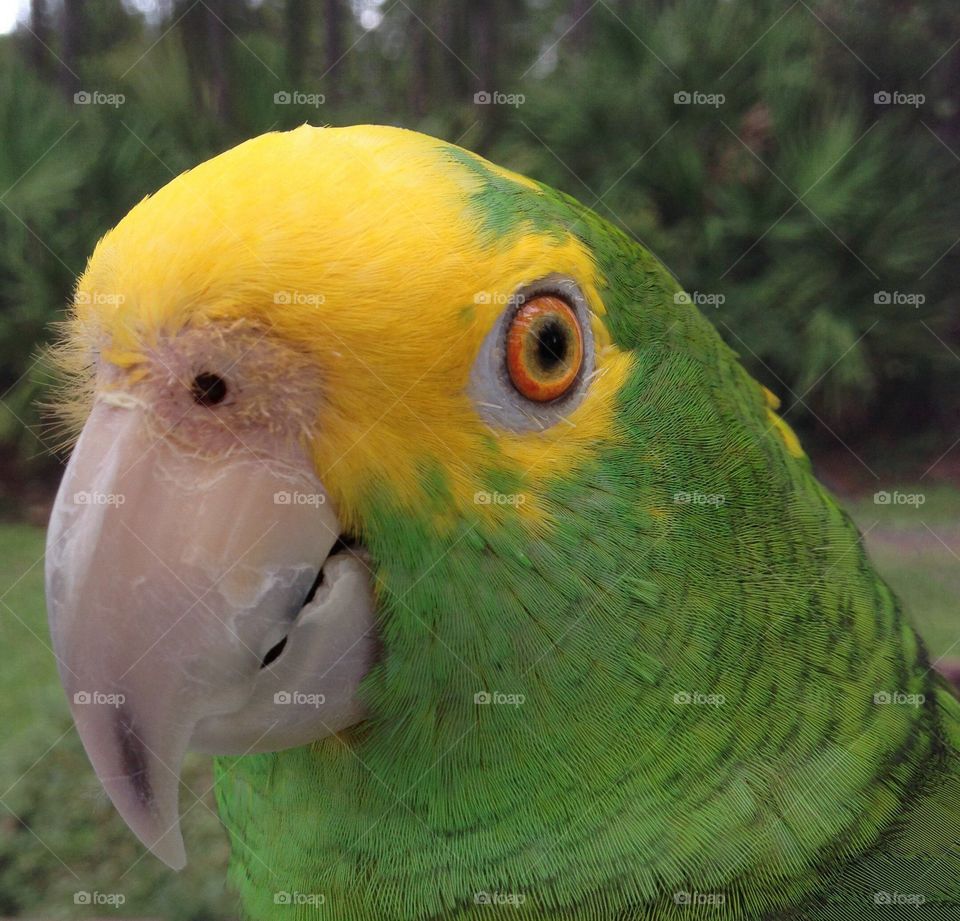 Yellow naped amazon parrot