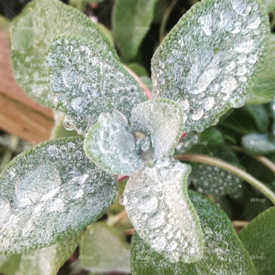 water on sage