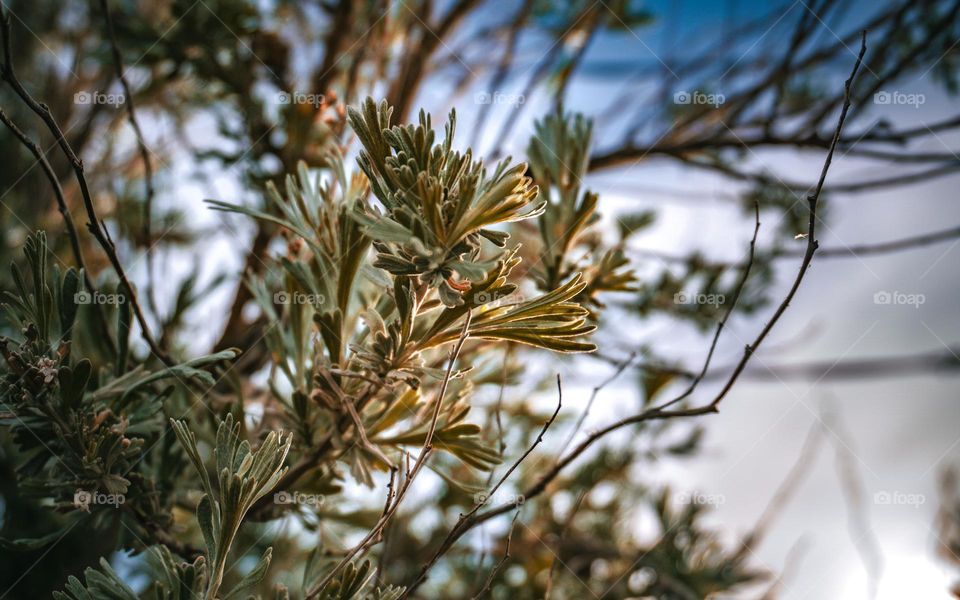 Macro of plants and twigs