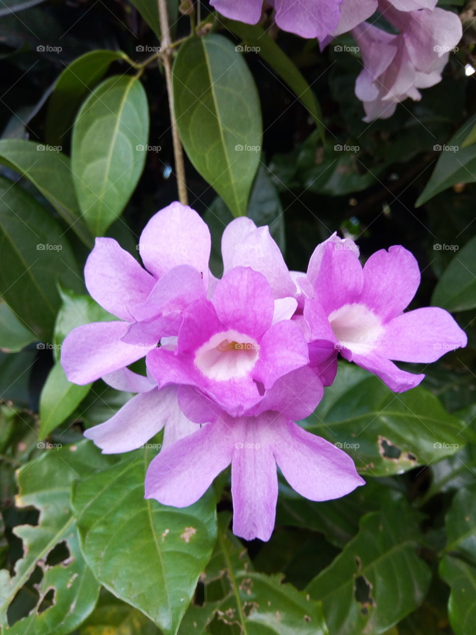 Flower, Flora, Nature, Garden, Blooming