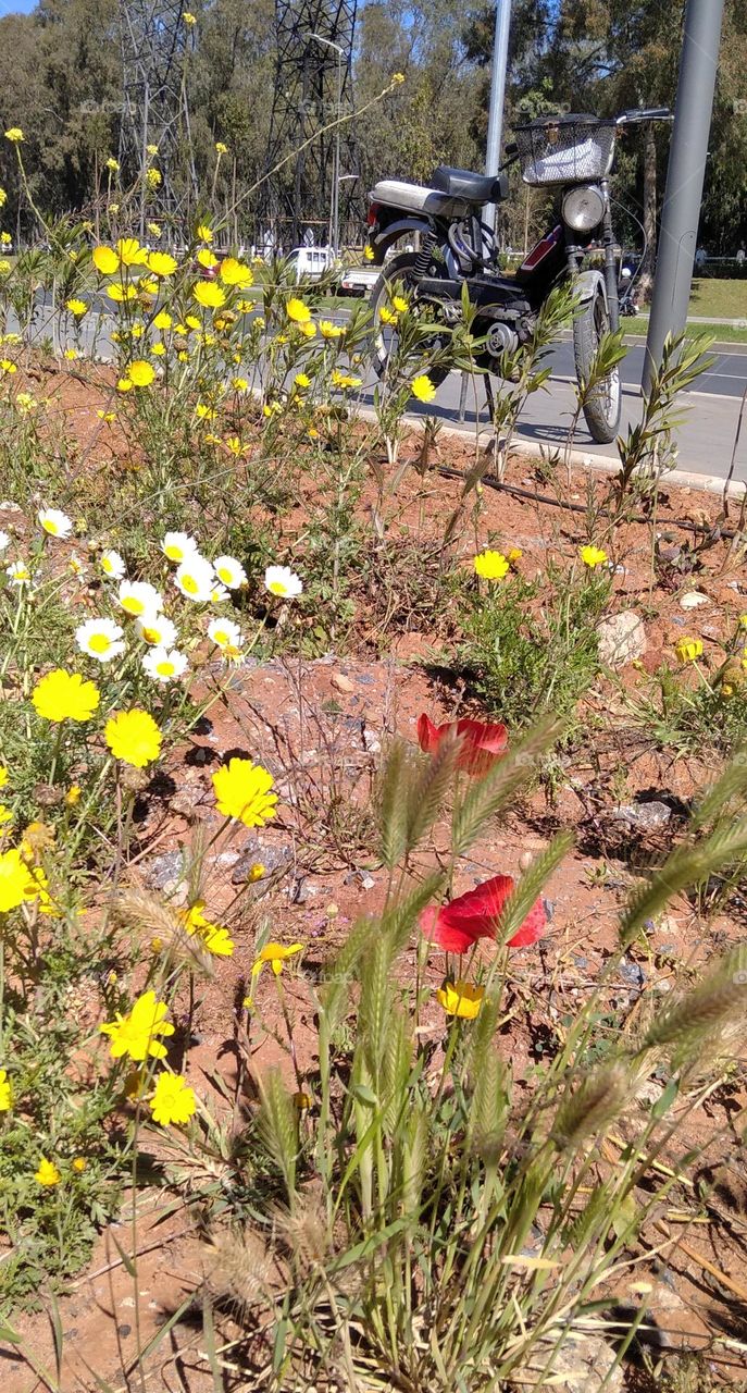 The most beautiful days of spring