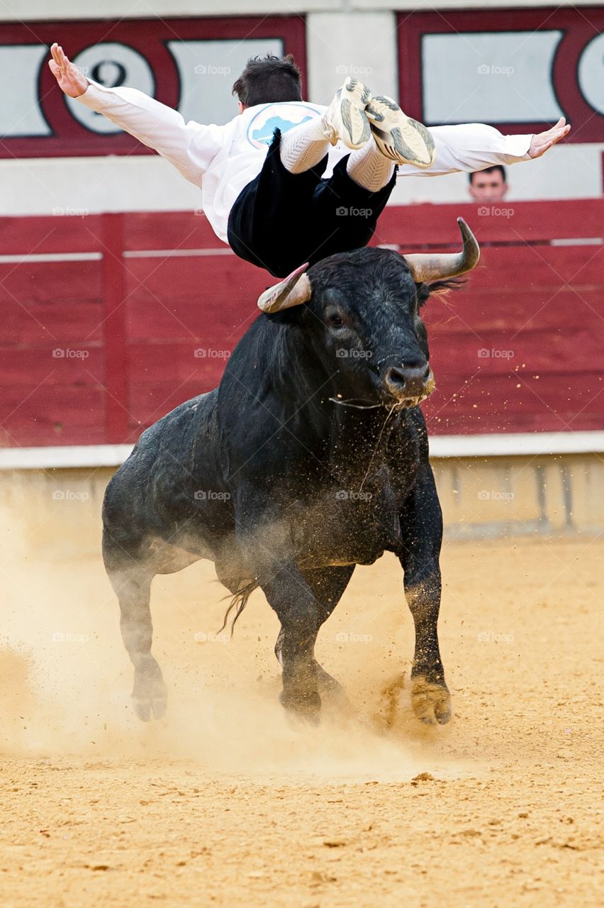 Toros Bulls Bulls Fighter fiestas populares Spain