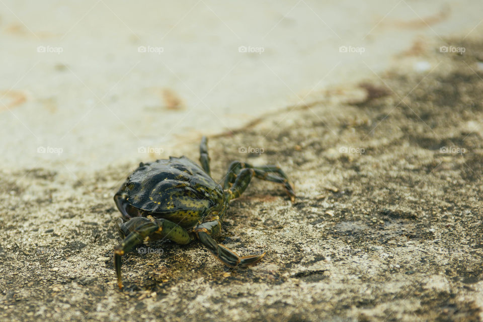 Crab. Connecticut shore crab