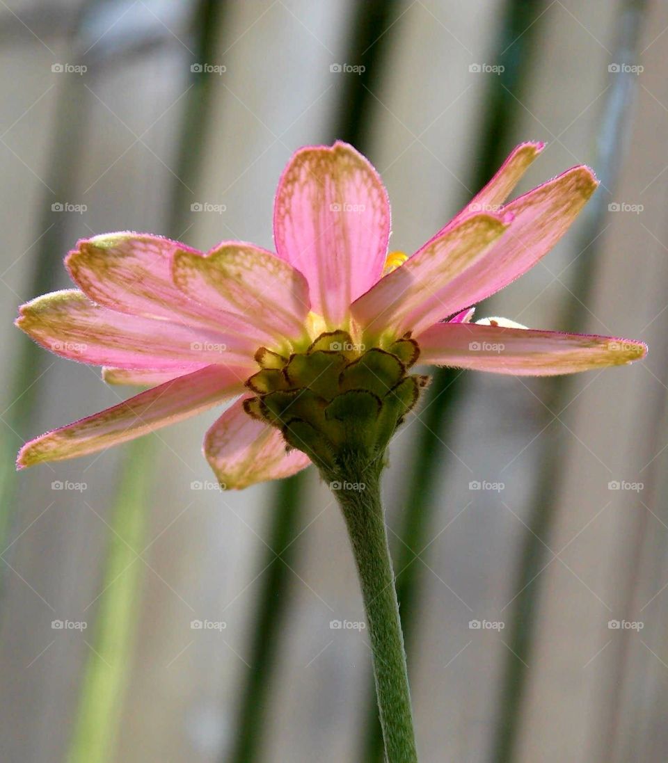 A cheerful flower on a dull day!!