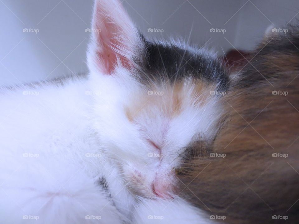 Baby calico kitten 