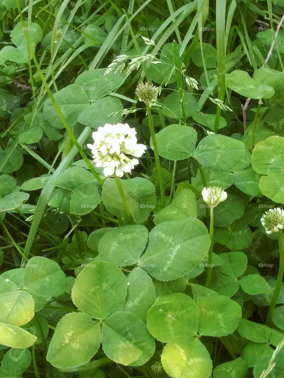 clover