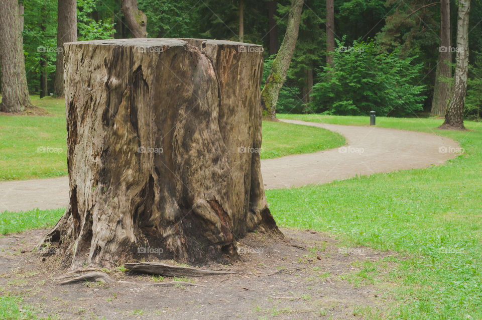 Stumb in the park 