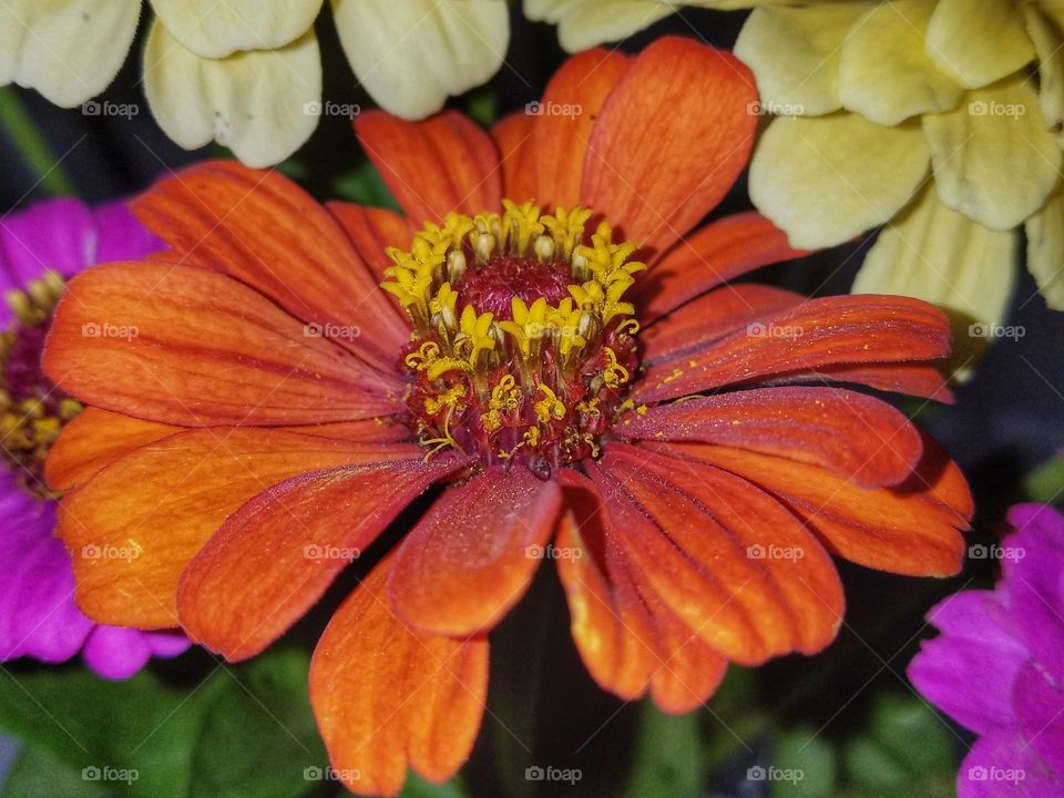 Orange Xinhua Flower