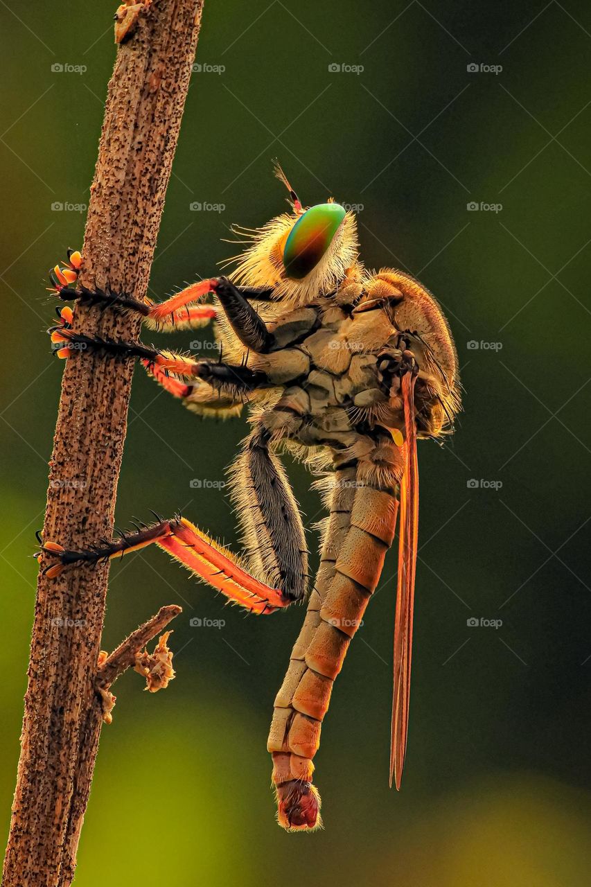 Robberfly