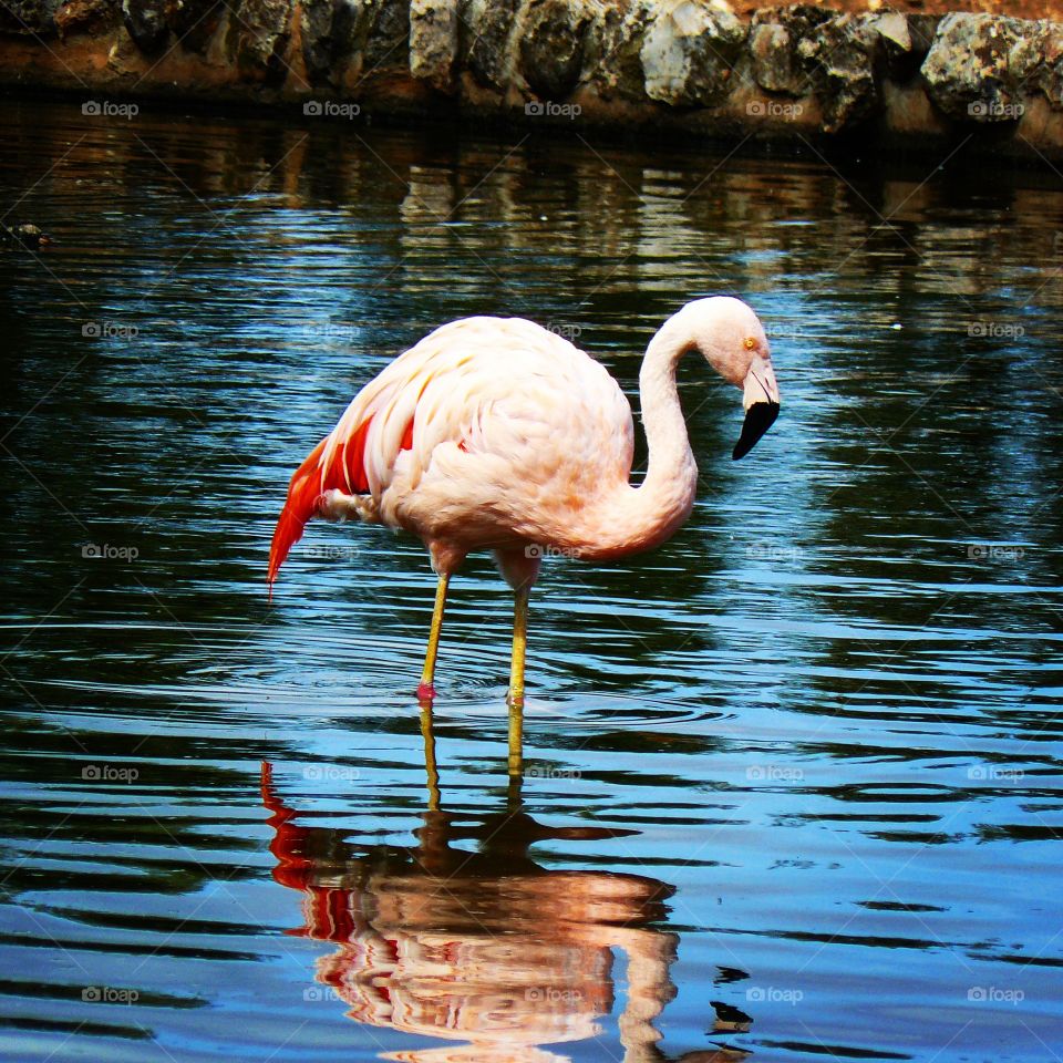 zoo ~ pink ~ bird ~ swimming