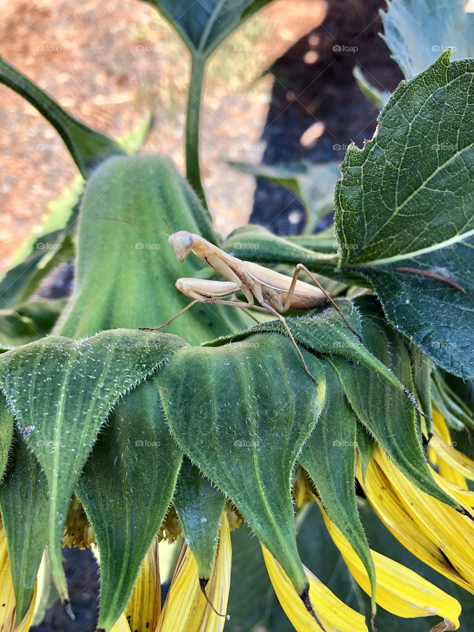 Praying mantis on a sunflower 