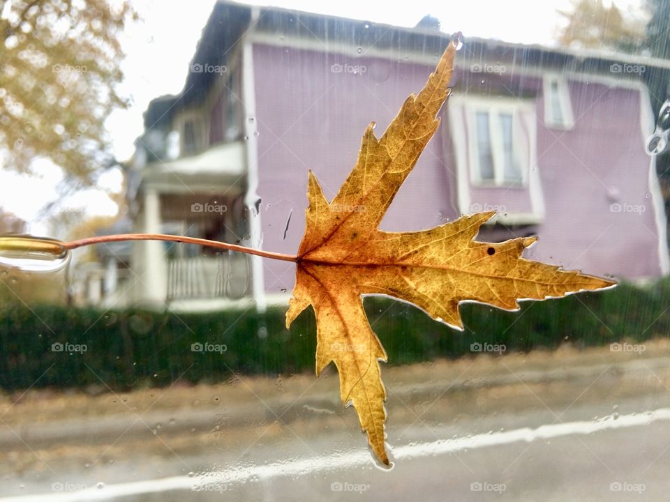 Fall leaf on a window while raining 