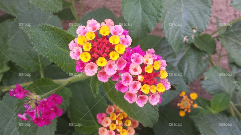 Colorful Lantana flowers