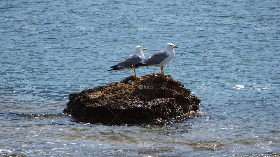 Seagulls on rock