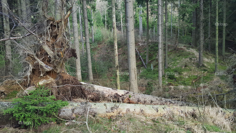 Old forest fallen trees - gammal skog fallna träd 
