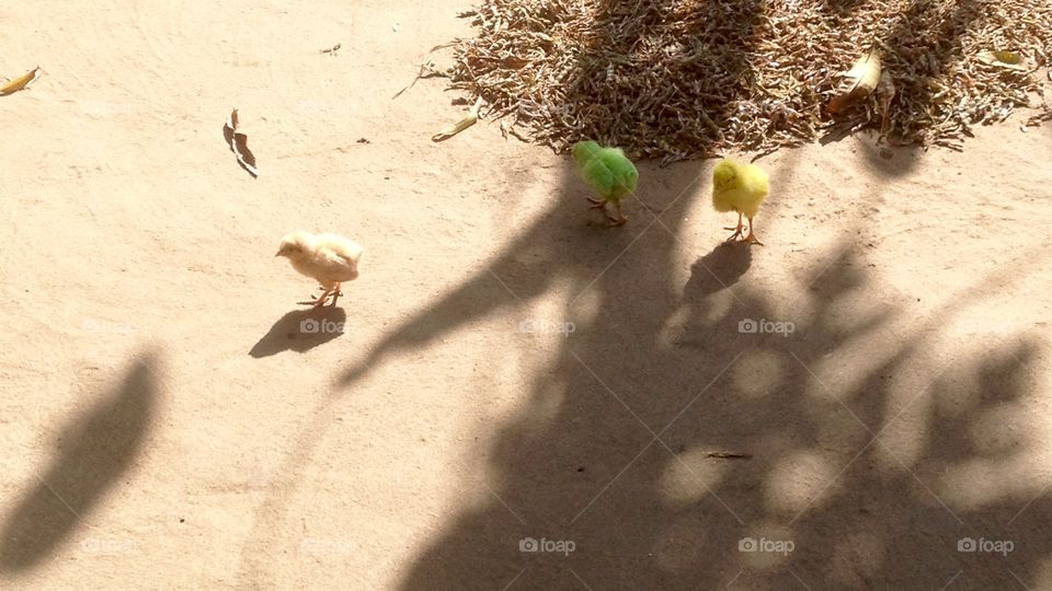 There are 3birds which is available in 3 different colours but this 3 bird's mother is only 1 .This image in 3hens and some shadow will available.This 3 birdsin one female and 2mail . They are brothers and sisters . They are traveling in villages