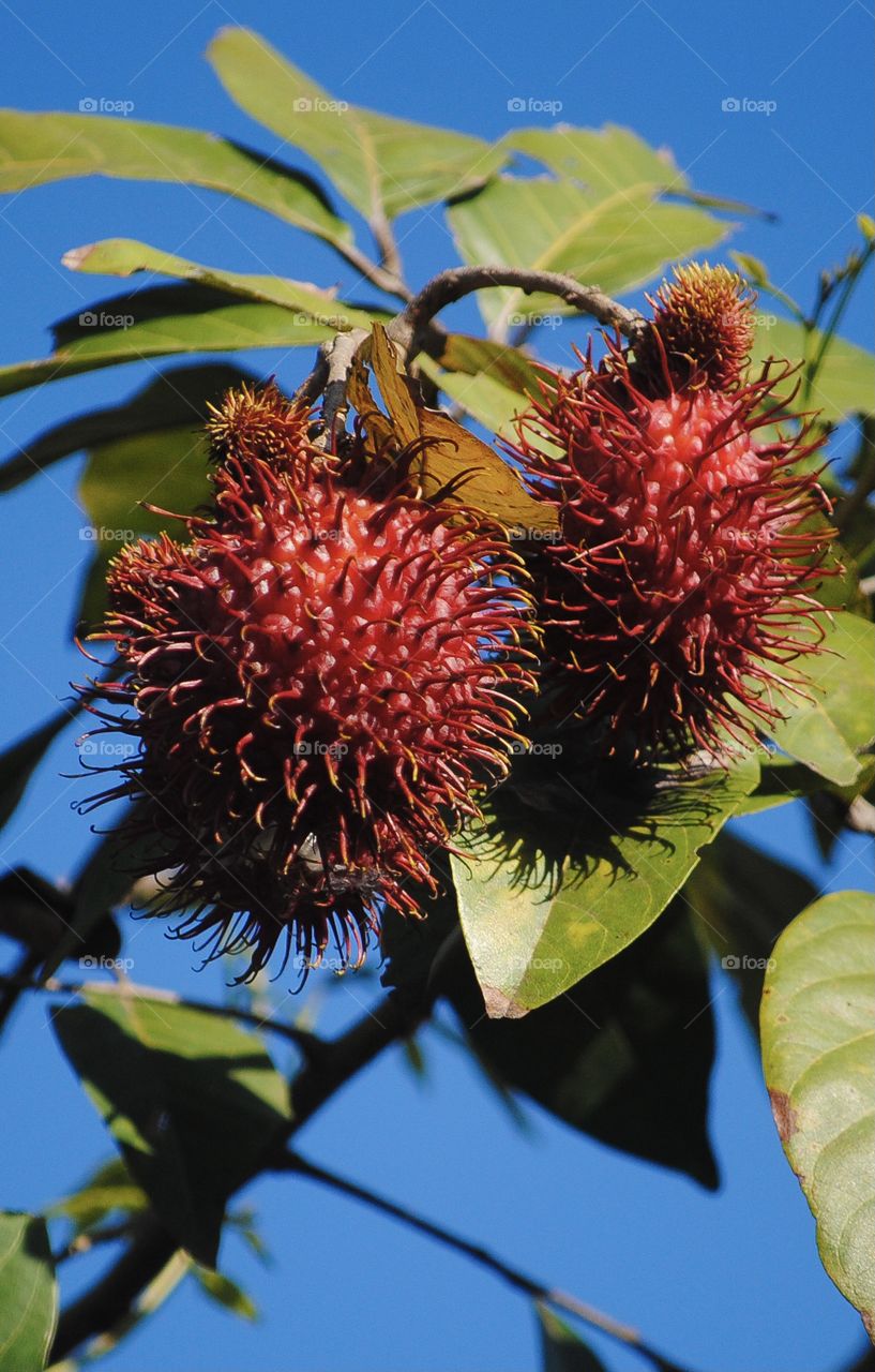 Red rambutan fruit ripe on the tree 