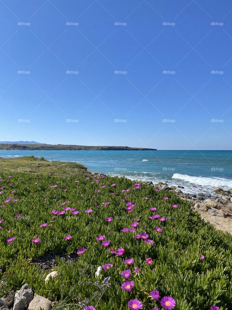 Green grass with pink flowers near the sea under blue sky